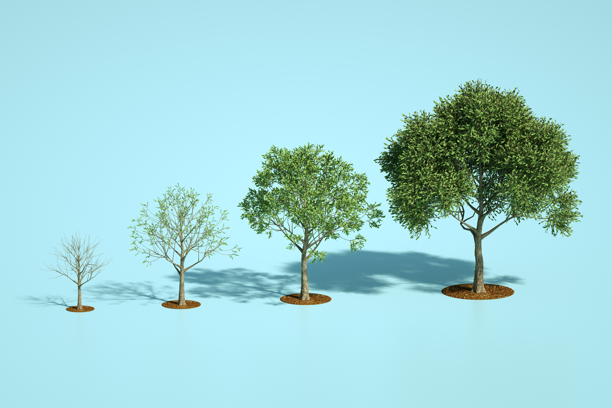Trees growing in a line from small to full-grown