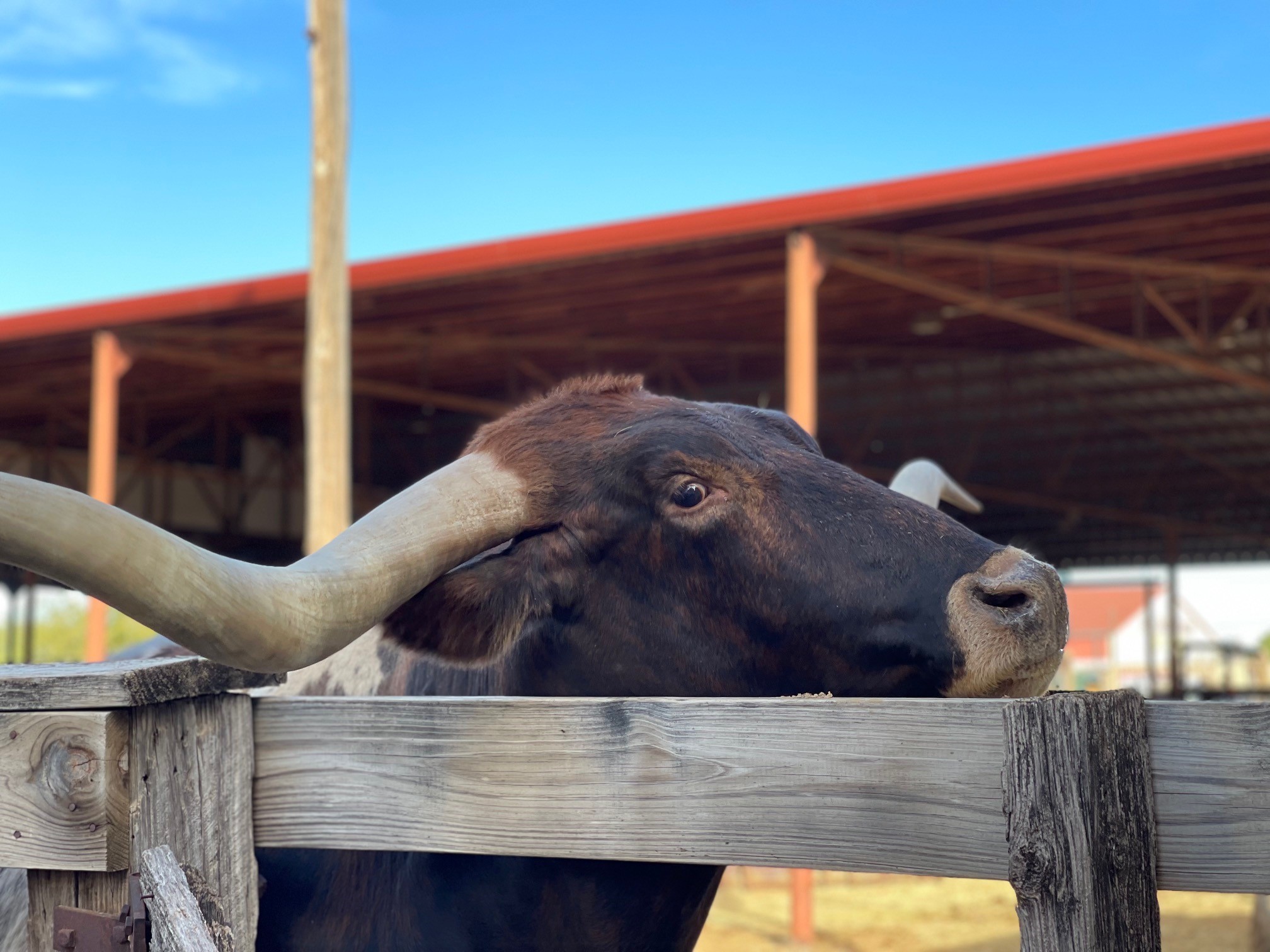 print-hustlers-steers