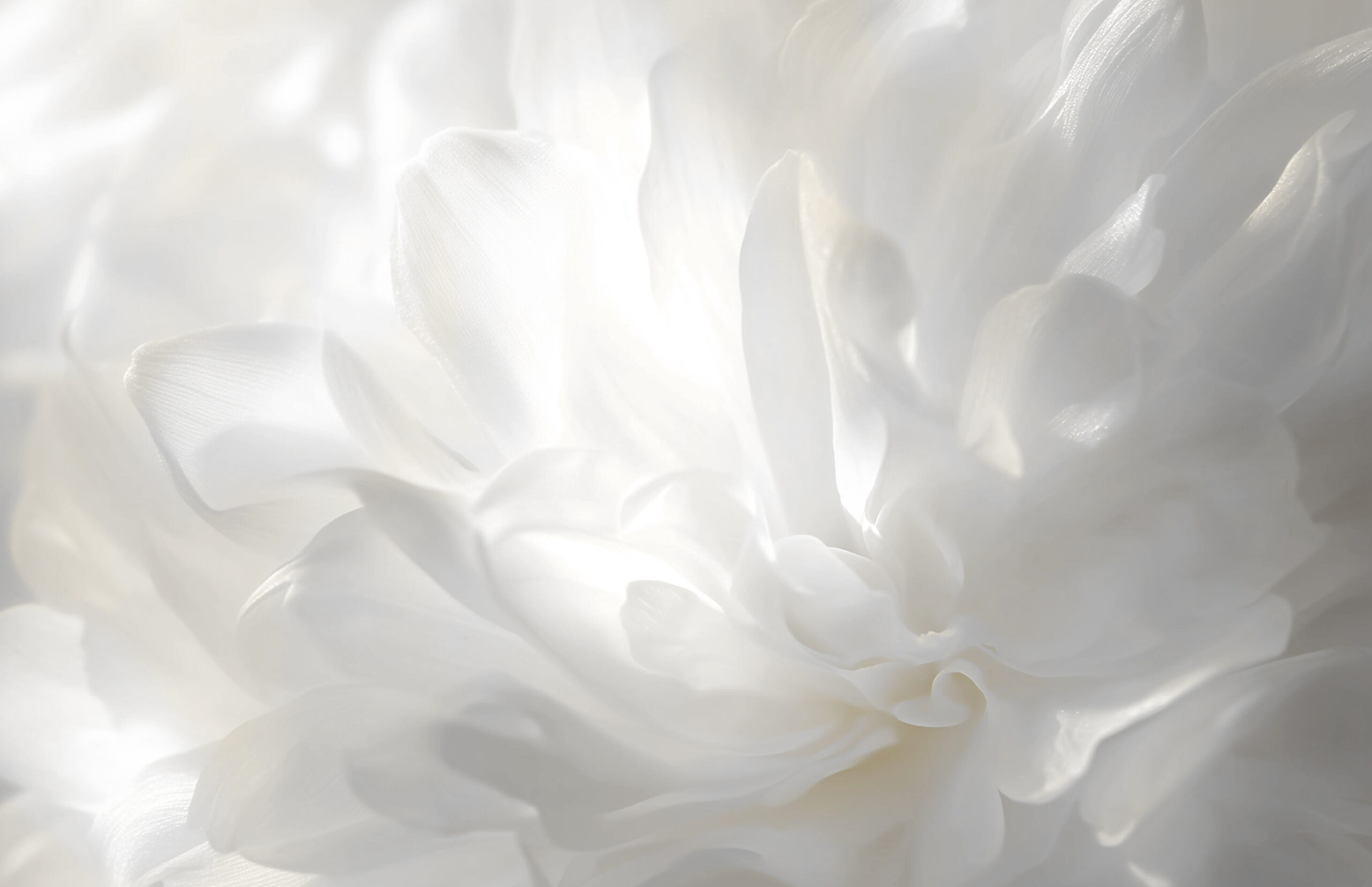 Close up of white flower petals